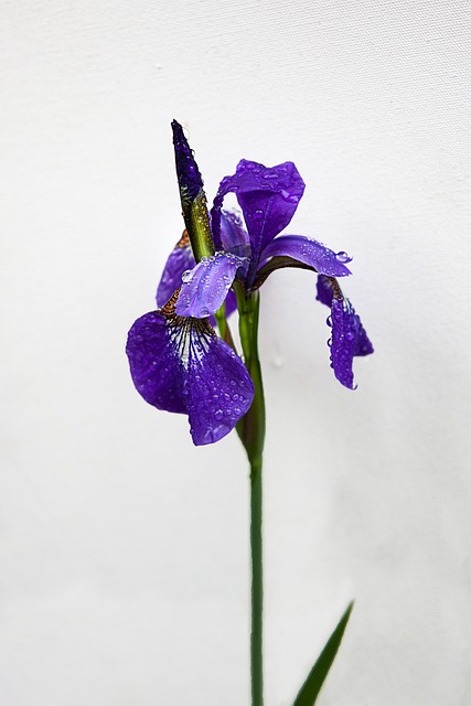 Temperance Tarot card meaning. Picture of iris flower